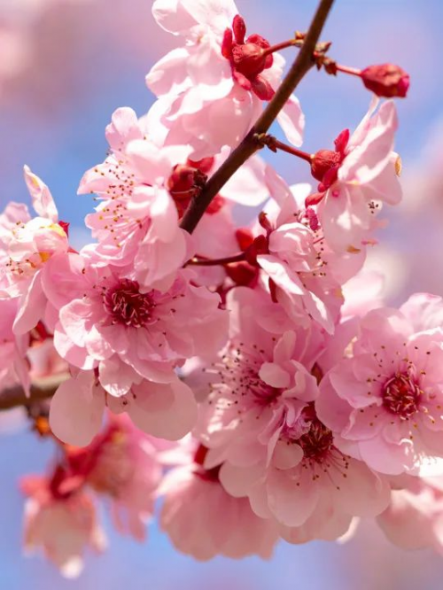 锦江之星｜收下这份《春日赏花图鉴》，一起奔赴花海吧！