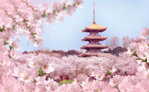 锦江之星｜收下这份《春日赏花图鉴》，一起奔赴花海吧！