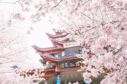 锦江之星｜收下这份《春日赏花图鉴》，一起奔赴花海吧！