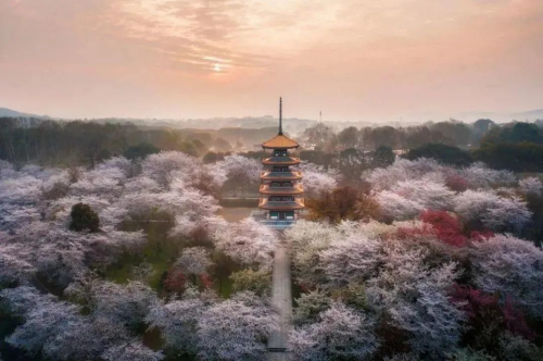 锦江之星｜收下这份《春日赏花图鉴》，一起奔赴花海吧！