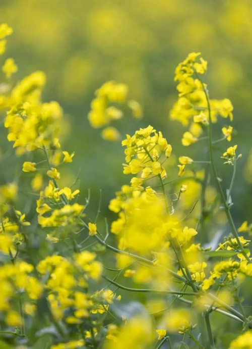 锦江之星｜收下这份《春日赏花图鉴》，一起奔赴花海吧！